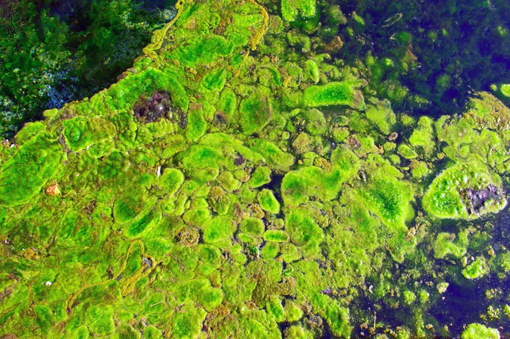 Eutrophi-what? An Inside Look at Algae Growth in Lakes and Rivers